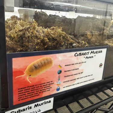 Cubaris Murina Papaya Isopod Bin Label
